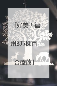 好美！福州3万株百合盛放